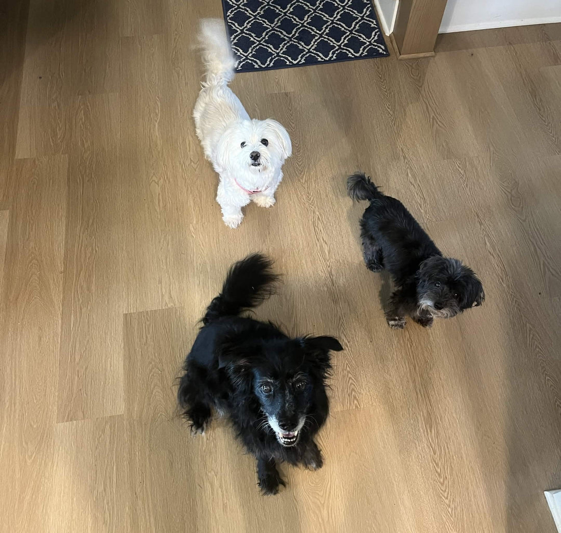 Housing New Pets